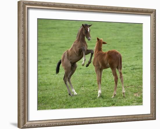 Two Thoroughbred Colt Foals, Playing, Virgina-Carol Walker-Framed Photographic Print