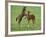 Two Thoroughbred Colt Foals, Playing, Virgina-Carol Walker-Framed Photographic Print