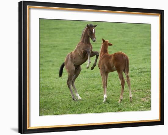 Two Thoroughbred Colt Foals, Playing, Virgina-Carol Walker-Framed Photographic Print