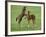 Two Thoroughbred Colt Foals, Playing, Virgina-Carol Walker-Framed Photographic Print