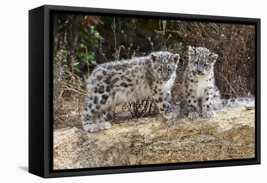 Two, three month Snow leopard cubs siting, France. Captive-Eric Baccega-Framed Premier Image Canvas