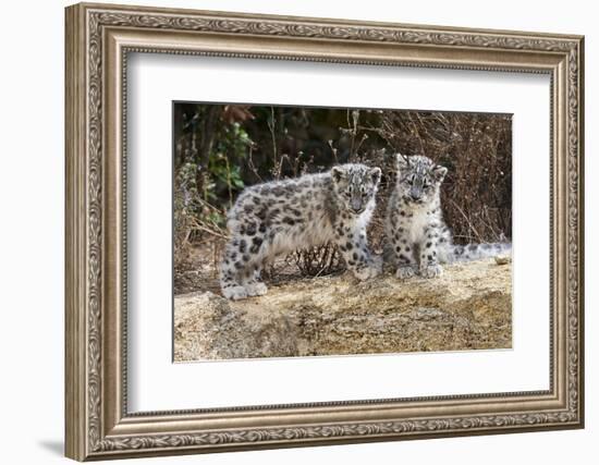 Two, three month Snow leopard cubs siting, France. Captive-Eric Baccega-Framed Photographic Print