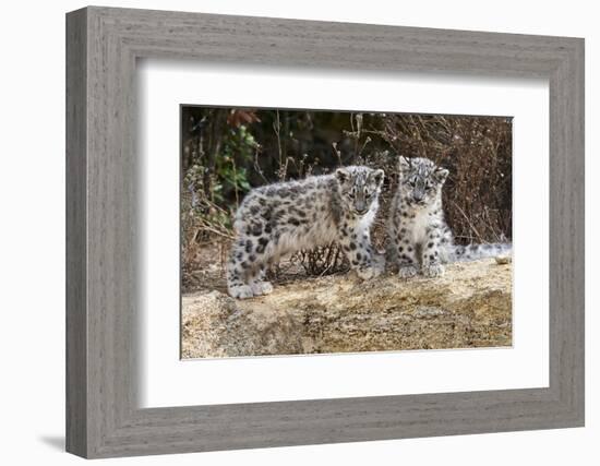 Two, three month Snow leopard cubs siting, France. Captive-Eric Baccega-Framed Photographic Print