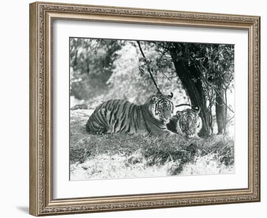 Two Tigers Resting under a Small Tree in their New Enclosure at Whipsnade, May 1934-Frederick William Bond-Framed Giclee Print