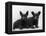 Two Timid Looking Black Scottie Puppies-Thomas Fall-Framed Premier Image Canvas