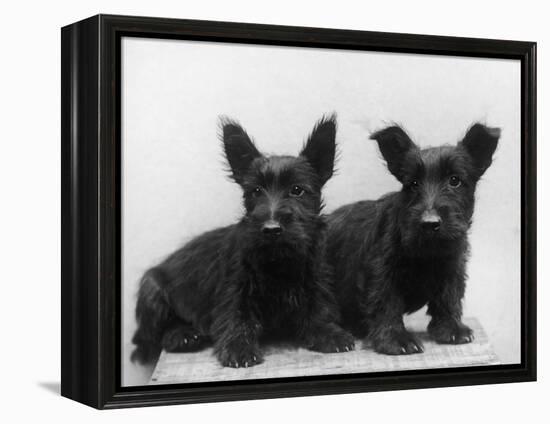 Two Timid Looking Black Scottie Puppies-Thomas Fall-Framed Premier Image Canvas