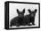 Two Timid Looking Black Scottie Puppies-Thomas Fall-Framed Premier Image Canvas