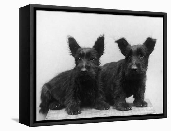 Two Timid Looking Black Scottie Puppies-Thomas Fall-Framed Premier Image Canvas