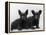 Two Timid Looking Black Scottie Puppies-Thomas Fall-Framed Premier Image Canvas