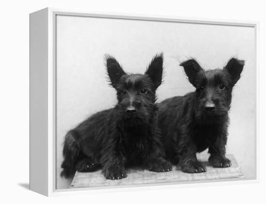 Two Timid Looking Black Scottie Puppies-Thomas Fall-Framed Premier Image Canvas