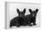 Two Timid Looking Black Scottie Puppies-Thomas Fall-Framed Premier Image Canvas