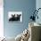 Two Timid Looking Black Scottie Puppies-Thomas Fall-Photographic Print displayed on a wall