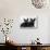 Two Timid Looking Black Scottie Puppies-Thomas Fall-Photographic Print displayed on a wall