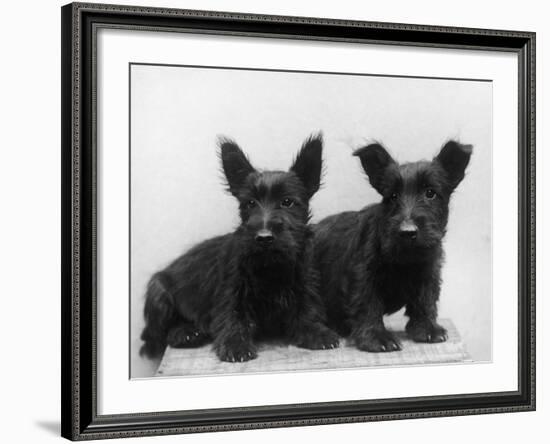 Two Timid Looking Black Scottie Puppies-Thomas Fall-Framed Photographic Print