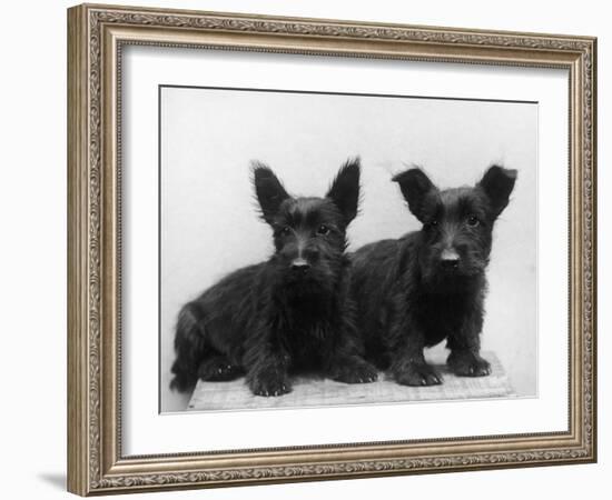 Two Timid Looking Black Scottie Puppies-Thomas Fall-Framed Photographic Print