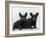 Two Timid Looking Black Scottie Puppies-Thomas Fall-Framed Photographic Print