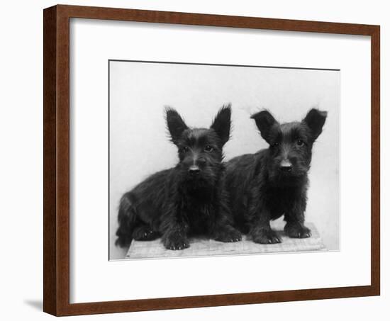 Two Timid Looking Black Scottie Puppies-Thomas Fall-Framed Photographic Print