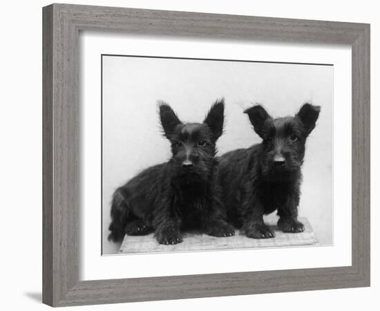 Two Timid Looking Black Scottie Puppies-Thomas Fall-Framed Photographic Print