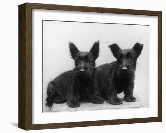 Two Timid Looking Black Scottie Puppies-Thomas Fall-Framed Photographic Print