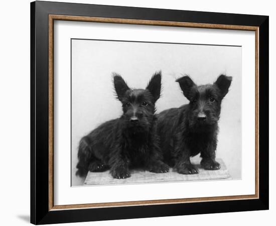 Two Timid Looking Black Scottie Puppies-Thomas Fall-Framed Photographic Print