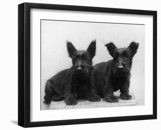 Two Timid Looking Black Scottie Puppies-Thomas Fall-Framed Photographic Print