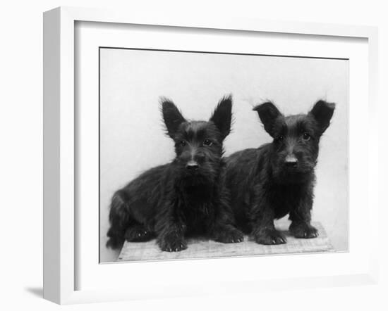 Two Timid Looking Black Scottie Puppies-Thomas Fall-Framed Photographic Print