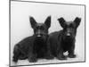 Two Timid Looking Black Scottie Puppies-Thomas Fall-Mounted Photographic Print