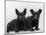 Two Timid Looking Black Scottie Puppies-Thomas Fall-Mounted Photographic Print