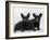 Two Timid Looking Black Scottie Puppies-Thomas Fall-Framed Photographic Print