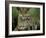 Two to Three Month Old Lion Cub with Lioness (Panthera Leo), Kruger National Park, South Africa-Steve & Ann Toon-Framed Photographic Print