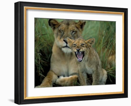 Two to Three Month Old Lion Cub with Lioness (Panthera Leo), Kruger National Park, South Africa-Steve & Ann Toon-Framed Photographic Print