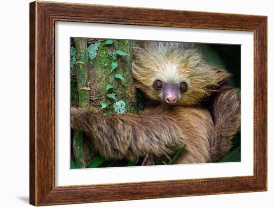Two-Toed Sloth (Choloepus Didactylus), Tortuguero, Costa Rica-null-Framed Photographic Print