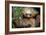 Two-Toed Sloth (Choloepus Didactylus), Tortuguero, Costa Rica-null-Framed Photographic Print