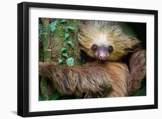 Two-Toed Sloth (Choloepus Didactylus), Tortuguero, Costa Rica-null-Framed Photographic Print