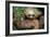 Two-Toed Sloth (Choloepus Didactylus), Tortuguero, Costa Rica-null-Framed Photographic Print