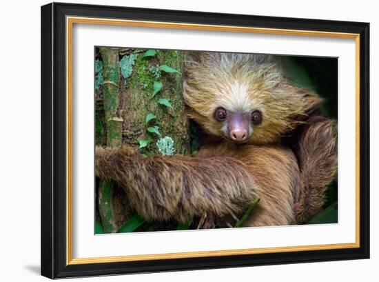 Two-Toed Sloth (Choloepus Didactylus), Tortuguero, Costa Rica-null-Framed Photographic Print