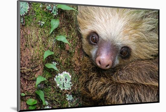 Two-Toed Sloth (Choloepus didactylus), Tortuguero, Costa Rica-null-Mounted Photographic Print