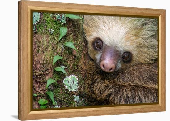 Two-Toed Sloth (Choloepus didactylus), Tortuguero, Costa Rica-null-Framed Premier Image Canvas