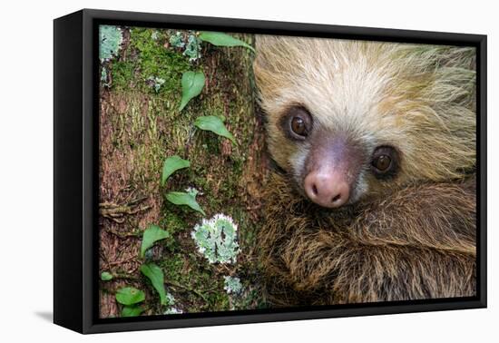 Two-Toed Sloth (Choloepus didactylus), Tortuguero, Costa Rica-null-Framed Premier Image Canvas