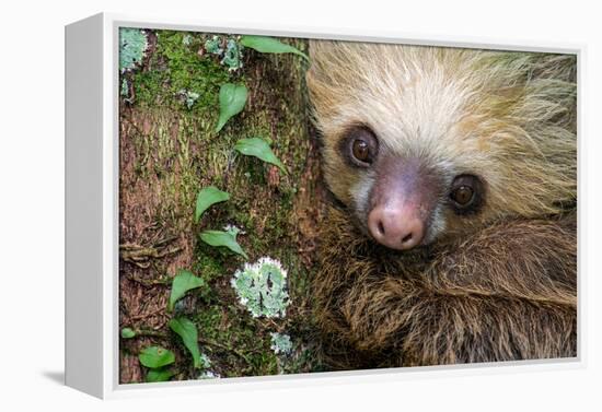 Two-Toed Sloth (Choloepus didactylus), Tortuguero, Costa Rica-null-Framed Premier Image Canvas