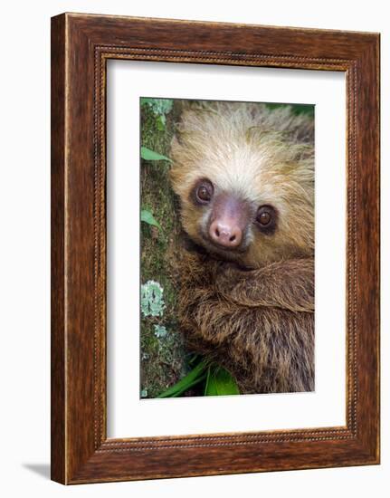 Two-Toed Sloth (Choloepus didactylus), Tortuguero, Costa Rica-null-Framed Photographic Print