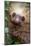 Two-Toed Sloth (Choloepus didactylus), Tortuguero, Costa Rica-null-Mounted Photographic Print