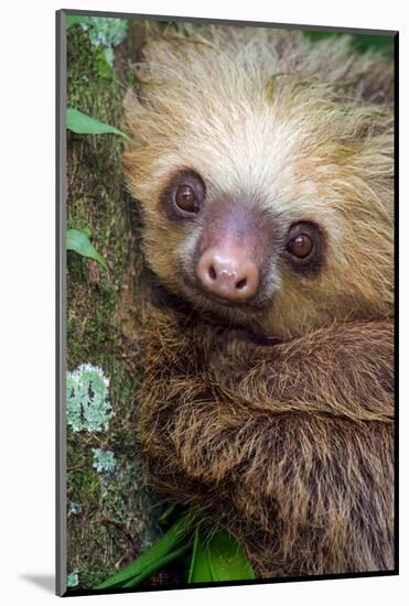 Two-Toed Sloth (Choloepus didactylus), Tortuguero, Costa Rica-null-Mounted Photographic Print