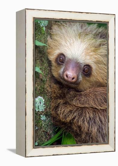 Two-Toed Sloth (Choloepus didactylus), Tortuguero, Costa Rica-null-Framed Premier Image Canvas