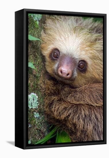 Two-Toed Sloth (Choloepus didactylus), Tortuguero, Costa Rica-null-Framed Premier Image Canvas