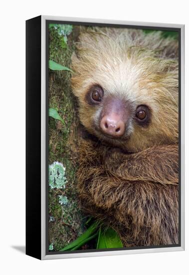 Two-Toed Sloth (Choloepus didactylus), Tortuguero, Costa Rica-null-Framed Premier Image Canvas