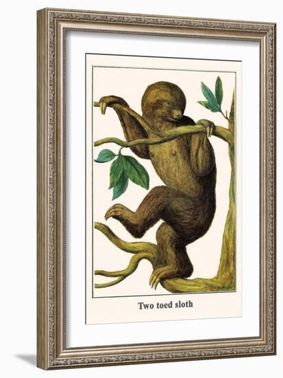 Two Toed Sloth-Albertus Seba-Framed Art Print