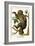 Two Toed Sloth-Albertus Seba-Framed Art Print