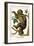 Two Toed Sloth-Albertus Seba-Framed Art Print
