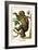 Two Toed Sloth-Albertus Seba-Framed Art Print